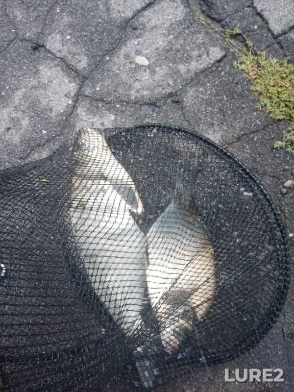 Bream — Pregolya, Sep 21, 2022