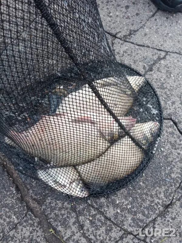 Bream — Pregolya, Sep 27, 2022