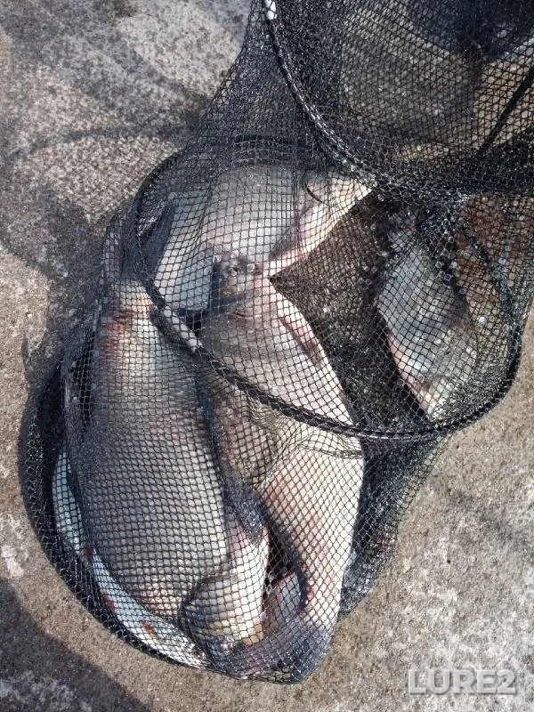 Bream — Pregolya, Oct 05, 2022