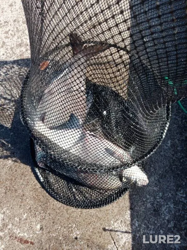 Bream — Pregolya, Oct 10, 2022