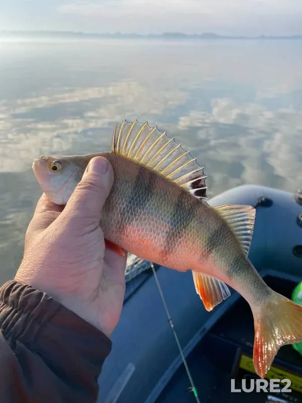 Perch, Zander — Kaliningradskaya oblast, Mar 20, 2023