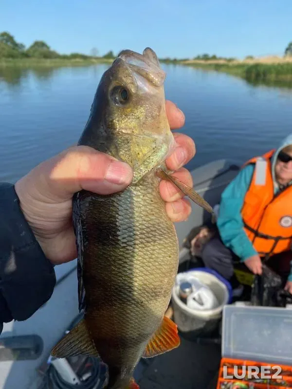 Perch, Pike — Pregolya, May 27, 2023