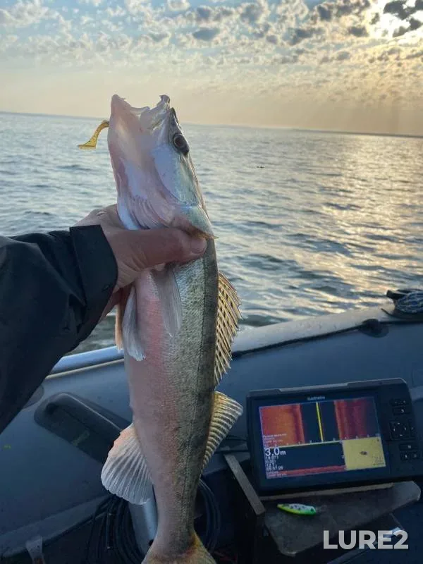 Perch, Zander — Kaliningradskaya oblast, Jun 08, 2023