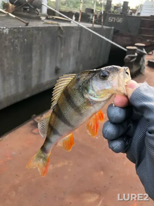 Perch, Pike — Pregolya, Sep 26, 2021