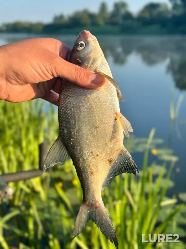 Bream — Pregolya, Jun 08, 2024