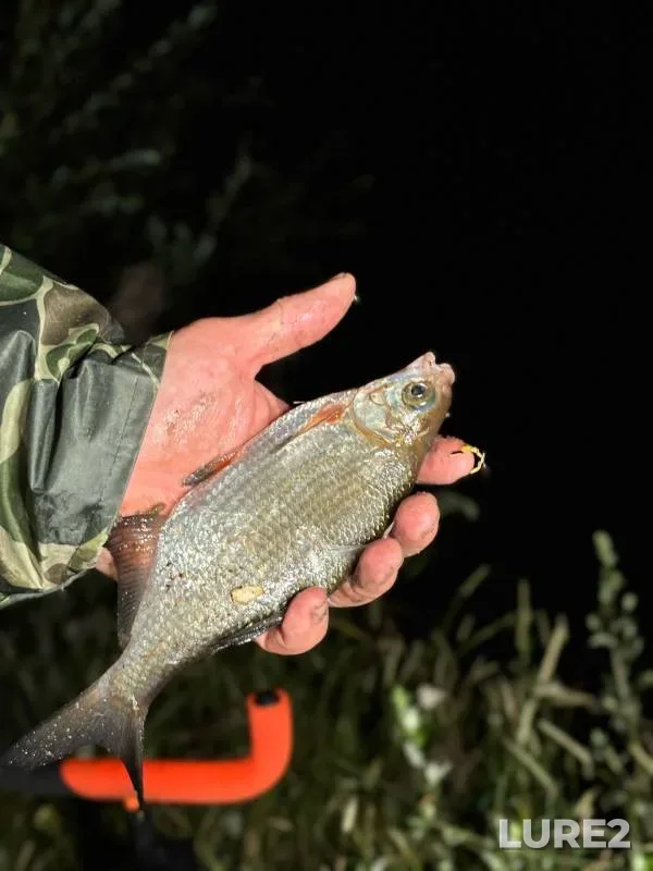 Bream — Pregolya, Jul 06, 2024