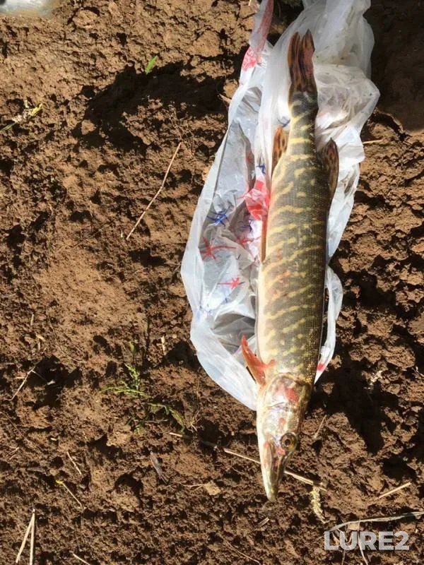 Pike — Chusovaya, Jun 21, 2019