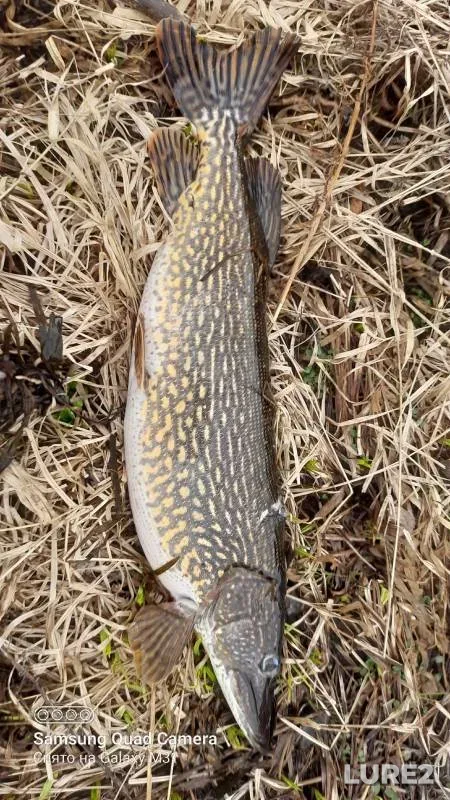 Perch, Pike — Kaliningradskaya oblast, Sep 17, 2024