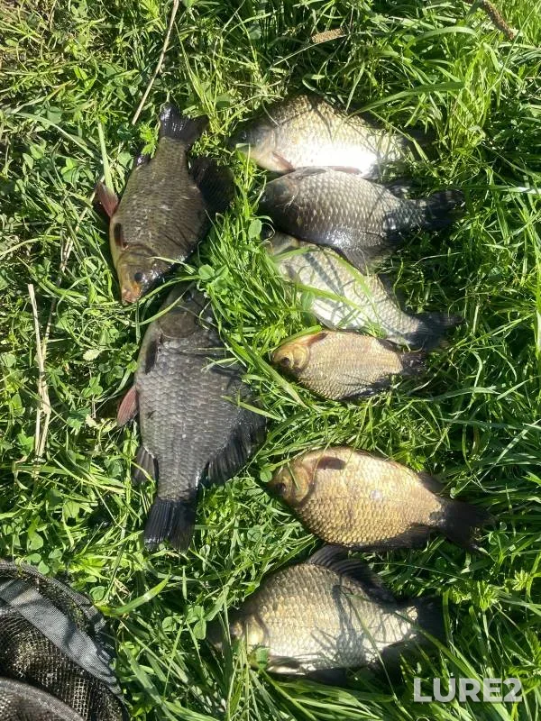 Crucian carp — Voronye, Sep 03, 2024