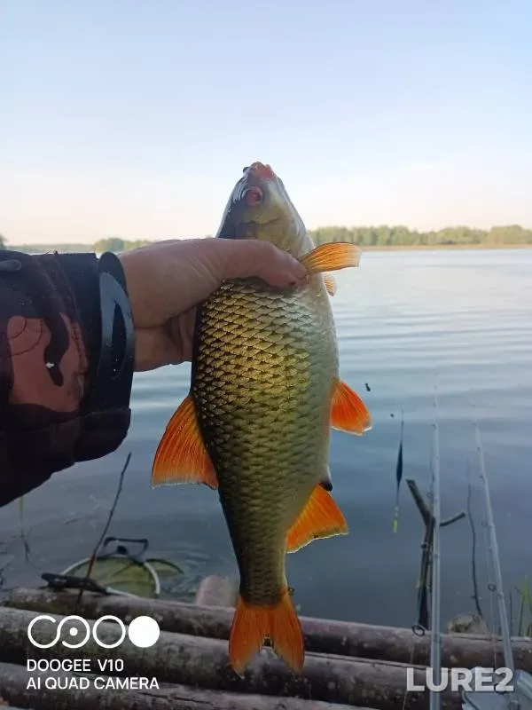 Roach — Pravdinskoye vodokhralilishche, Sep 08, 2024