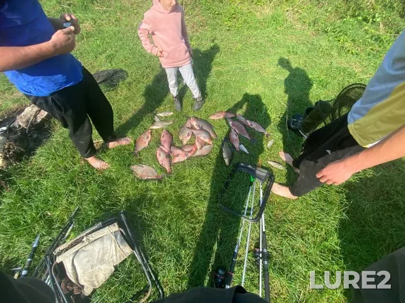 Bream — Kaliningradskaya oblast, Sep 15, 2024