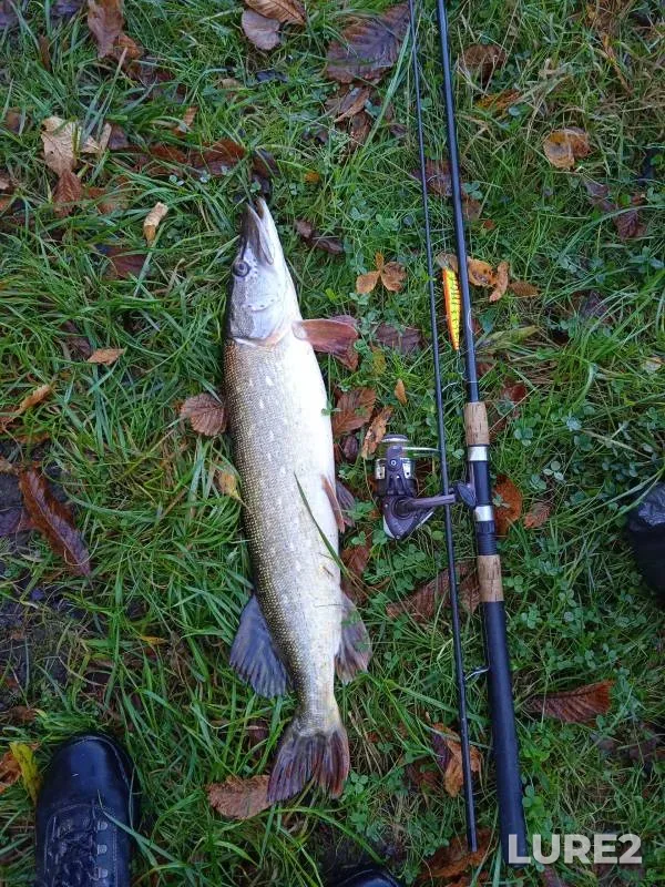 Pike — Kamyshevaya, Oct 18, 2024