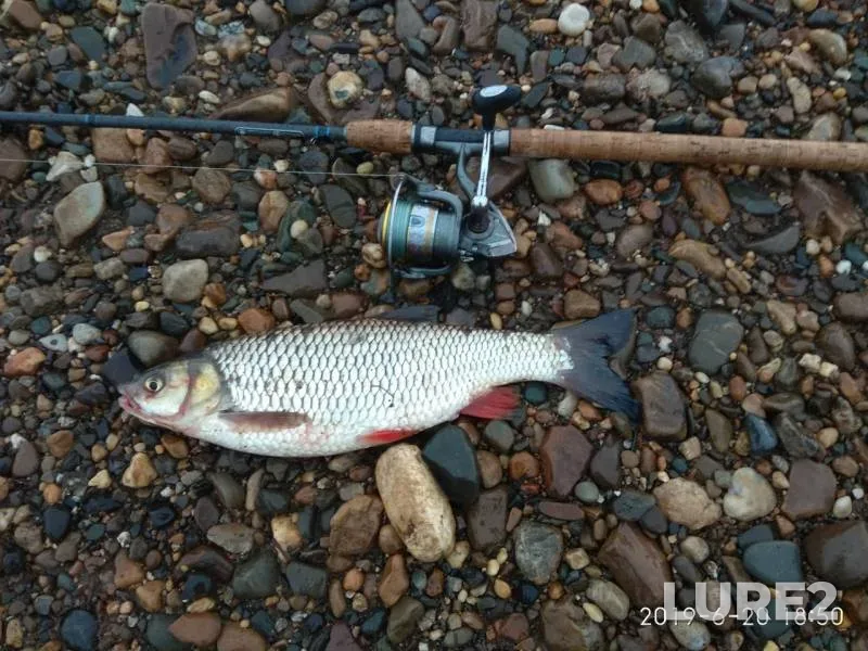 Chub — Boyarka, Jun 20, 2019
