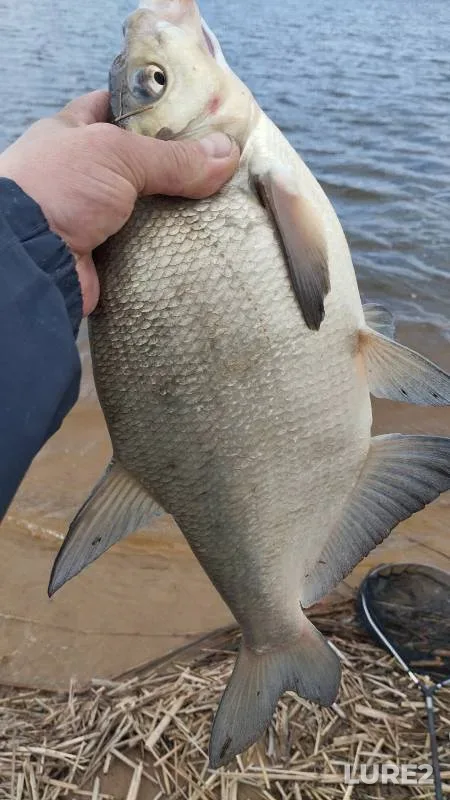Bream, Crucian carp — Respublika Tatarstan, Apr 29, 2024