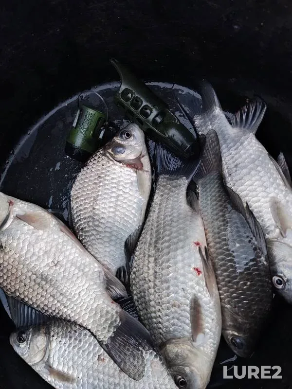 Crucian carp — Amur 黑龙江, May 16, 2022