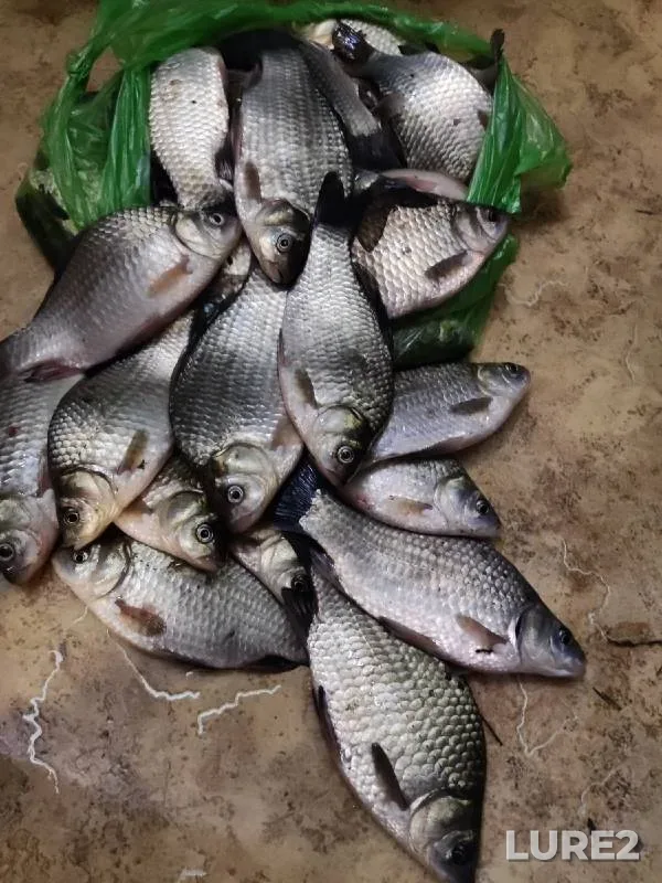 Crucian carp — Amur 黑龙江, May 20, 2022
