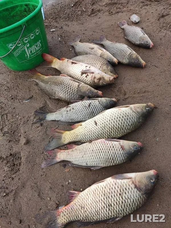 Carp — Khabarovskiy kray, May 22, 2022