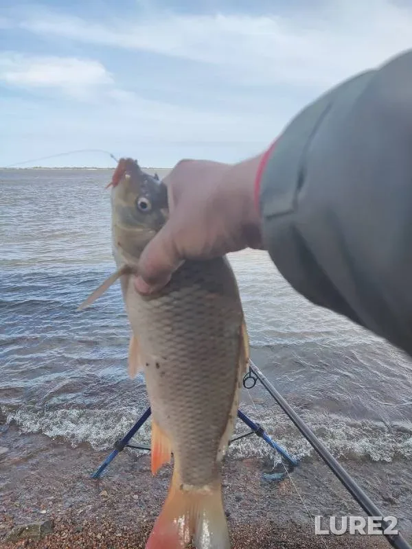 Bream, Carp — Khabarovskiy kray, May 31, 2022