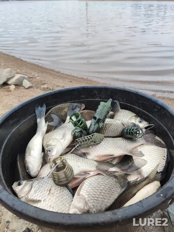 Crucian carp — Petropavlovskiy zaliv, Sep 14, 2022
