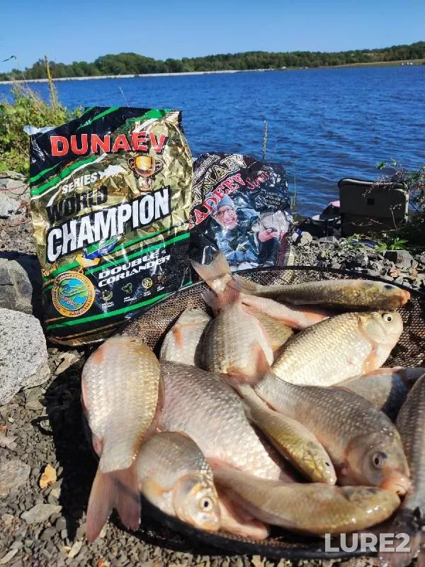 Crucian carp — Khabarovskiy kray, Sep 19, 2022