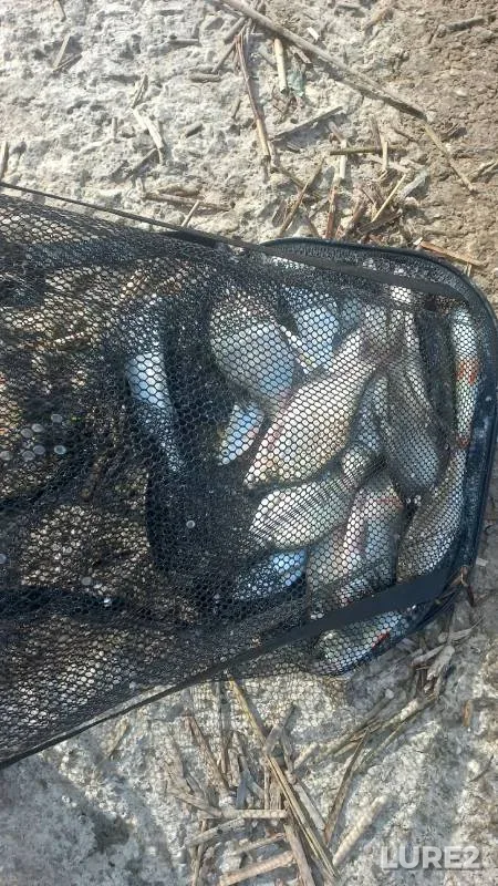 Bream — Kazanka, Jun 03, 2024
