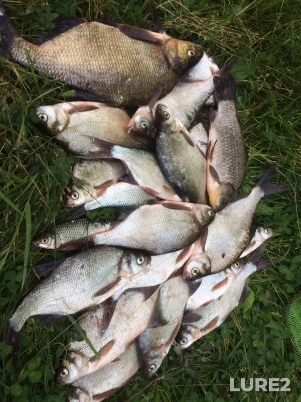 Bream, Crucian carp — Lysvenskiy, Jun 20, 2019