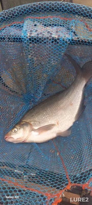 Bream — Kazanka, Jul 21, 2024