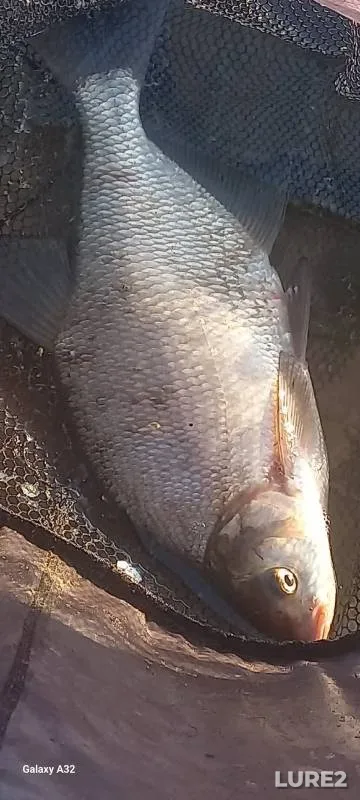 Bream — Kazanka, Jul 27, 2024