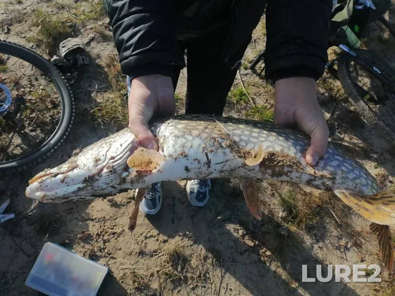 Pike — Kovalevskoye, Oct 06, 2024