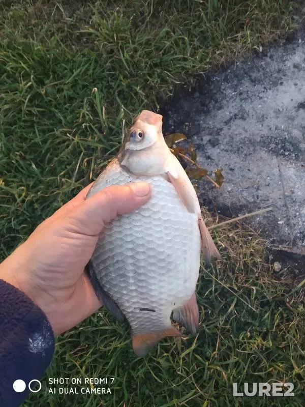 Bream, Crucian carp — Respublika Tatarstan, Sep 13, 2024