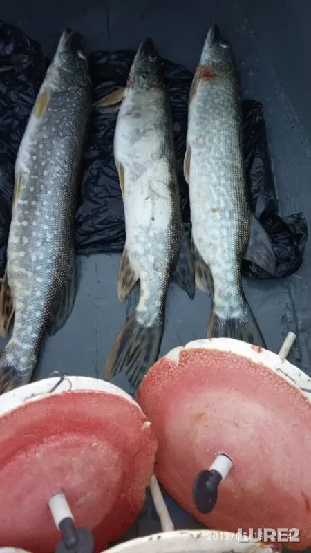 Pike — Travyanskiy, Jun 19, 2019