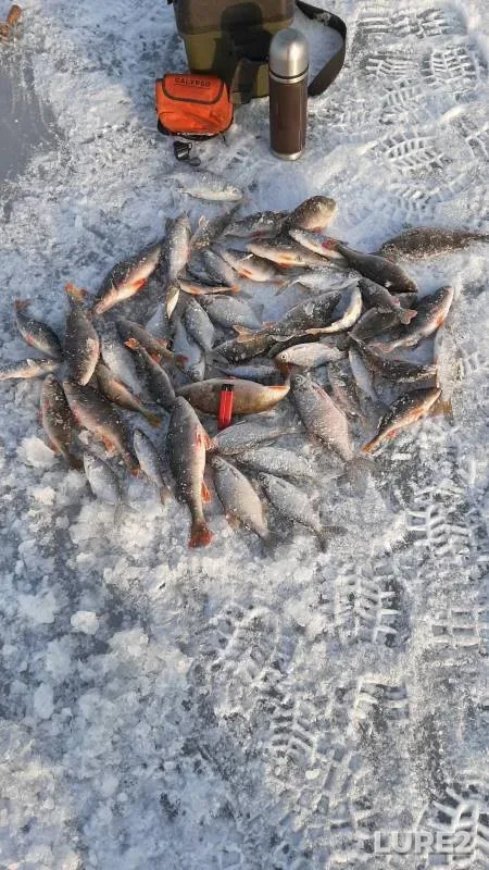 Perch, Roach — Volga, Dec 03, 2022