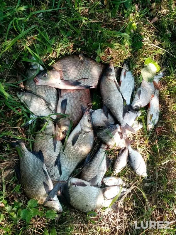 Bream, Roach — Yurkinskaya protoka, Sep 08, 2024