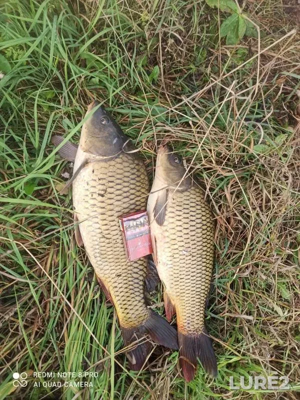 Carp — Monaga, Sep 21, 2024