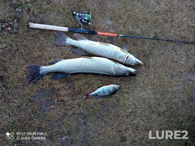 Perch, Pike — Volga, Oct 19, 2024