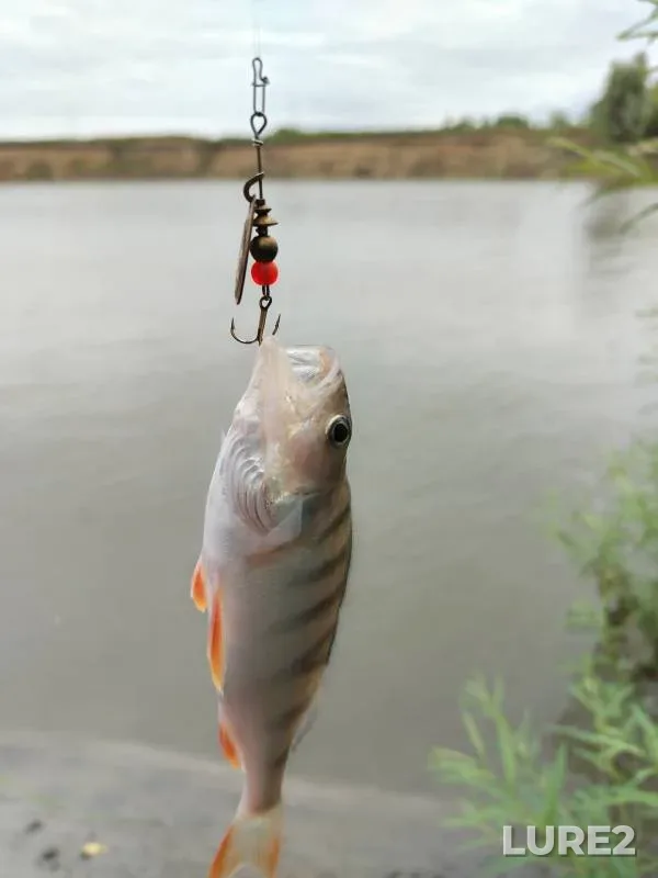 Perch, Pike — Yesіl, Aug 09, 2024
