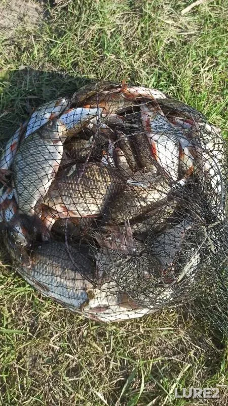 Crucian carp, Roach — Tyumenskaya oblast, Ishimskiy rayon, Aug 28, 2024