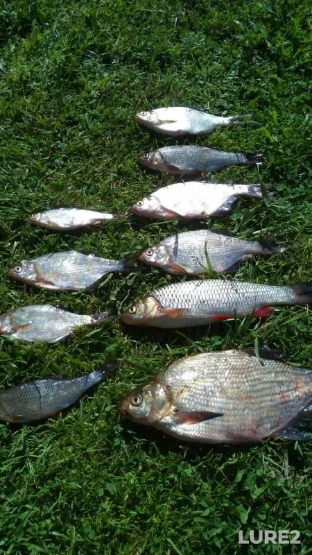 Bream, Chub — Chusovaya, Jun 18, 2019