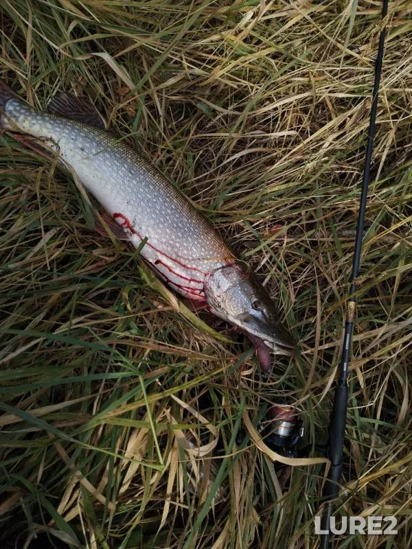 Pike, Zander — Tyumenskaya oblast, Kazanskiy rayon, Sep 29, 2024