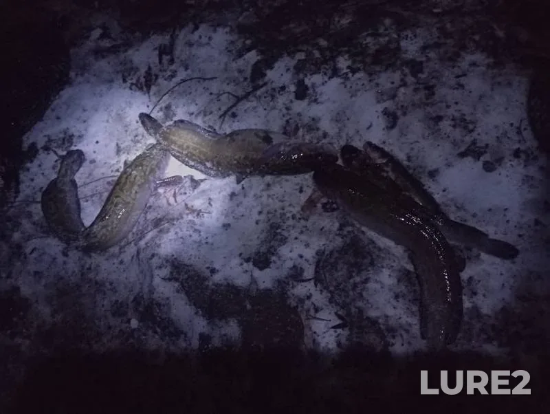 Burbot — Yesіl, Oct 19, 2024