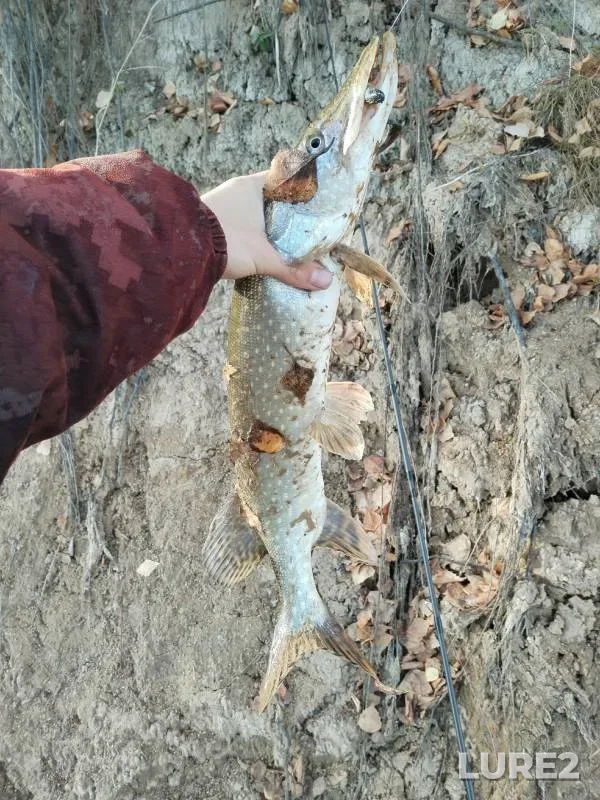 Pike — Tyumenskaya oblast, Kazanskiy rayon, Oct 20, 2024