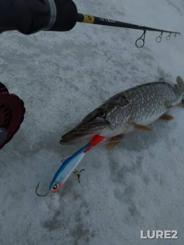 Perch, Pike — Tyumenskaya oblast, Kazanskiy rayon, Nov 11, 2024