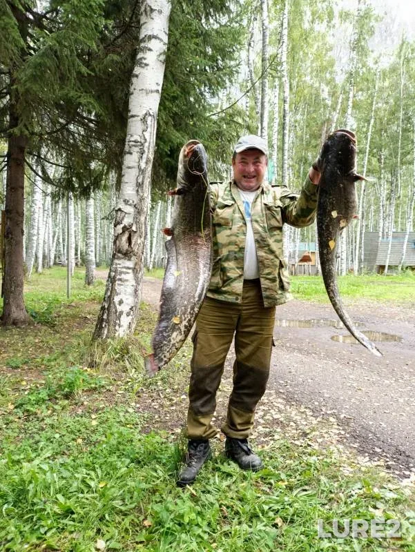 Wels catfish — Lubzyanka, Aug 31, 2024