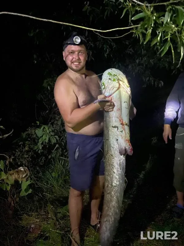 Wels catfish — Volga, Aug 23, 2024