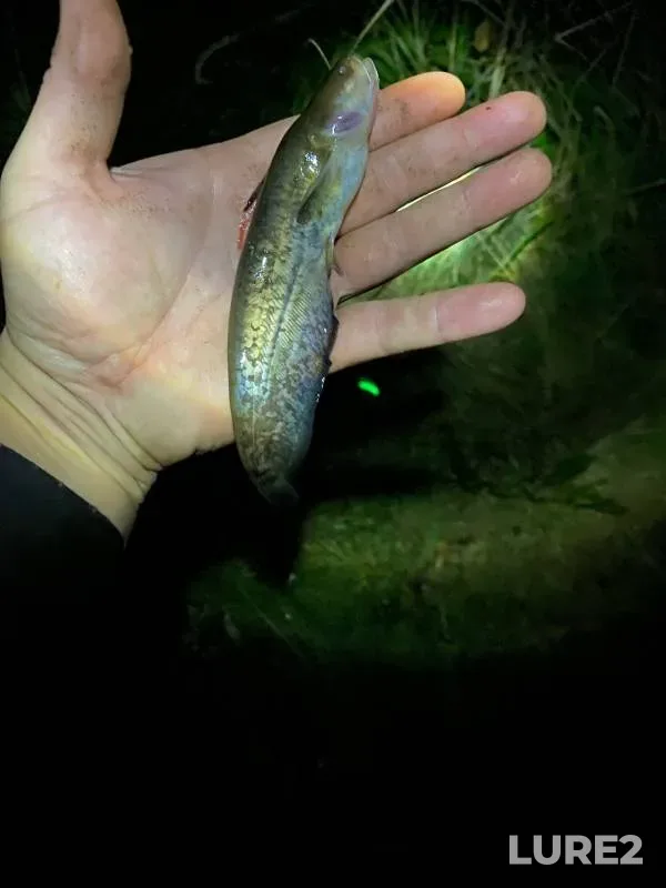 Wels catfish — Volga, Sep 10, 2024