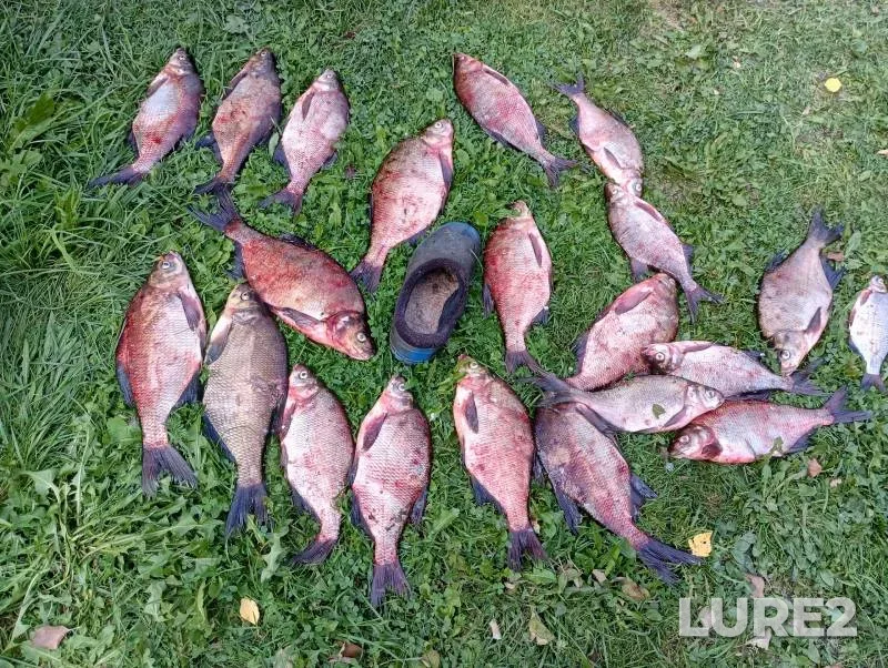 Bream, White bream — Bozhay, Sep 15, 2024