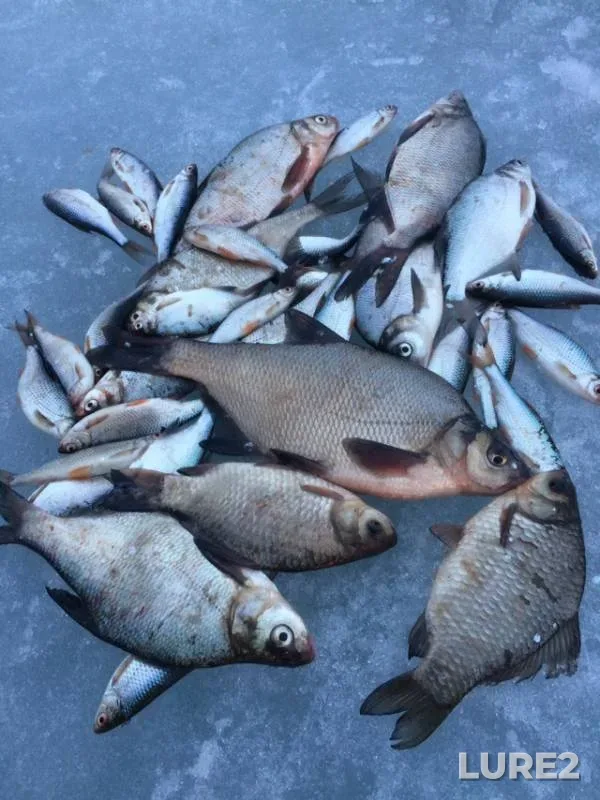 Bleak, Bream — Lysvenskiy, Apr 21, 2019