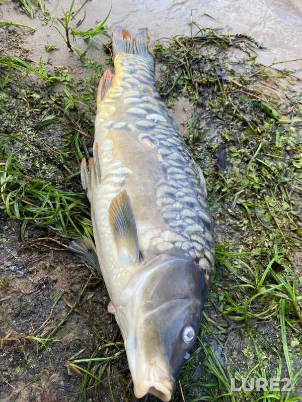 Carp — Volga, Sep 25, 2024