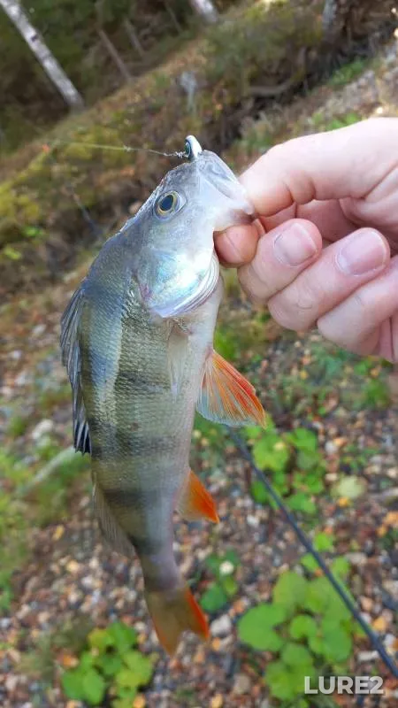 Perch — Uvodskoye, Oct 03, 2024