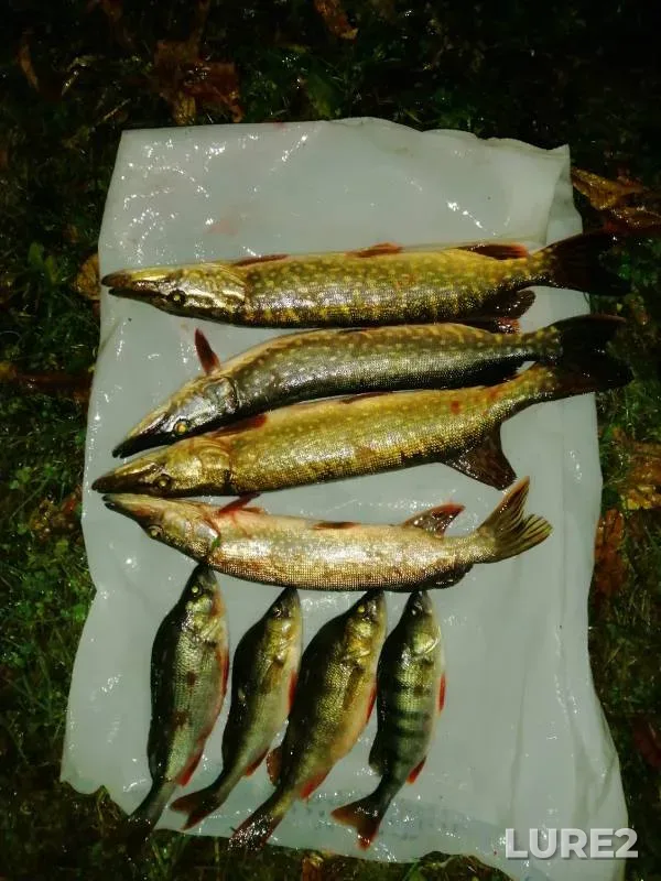 Perch, Pike — Volga, Nov 06, 2024